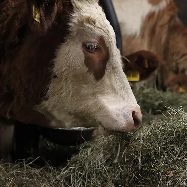 Alimento-para-aimales