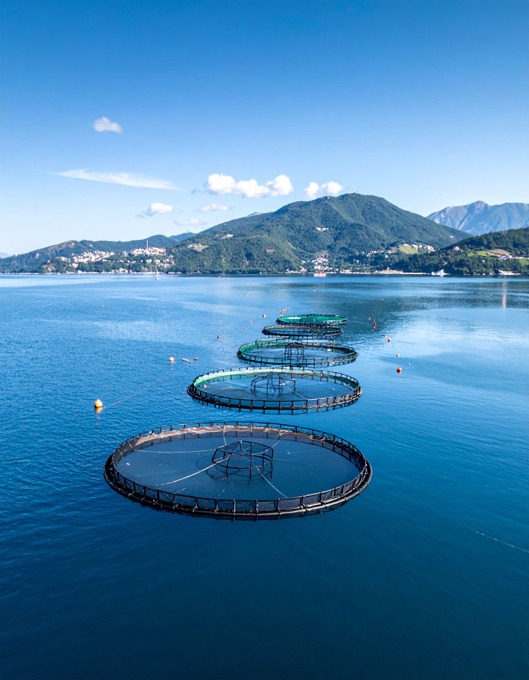 Firefly__Aquaculture, blue background 588670