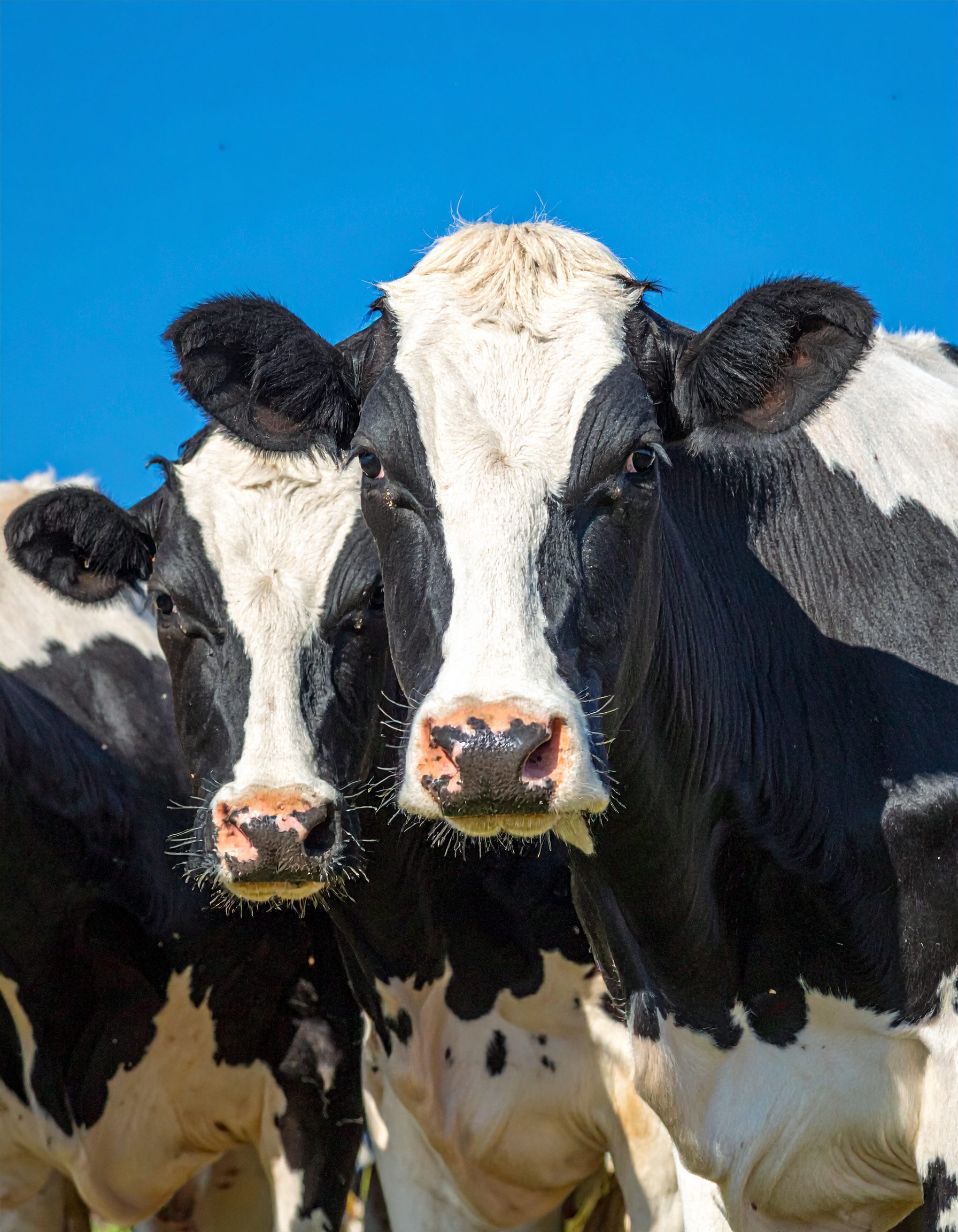 Firefly__dairy cattle; blue background 950487