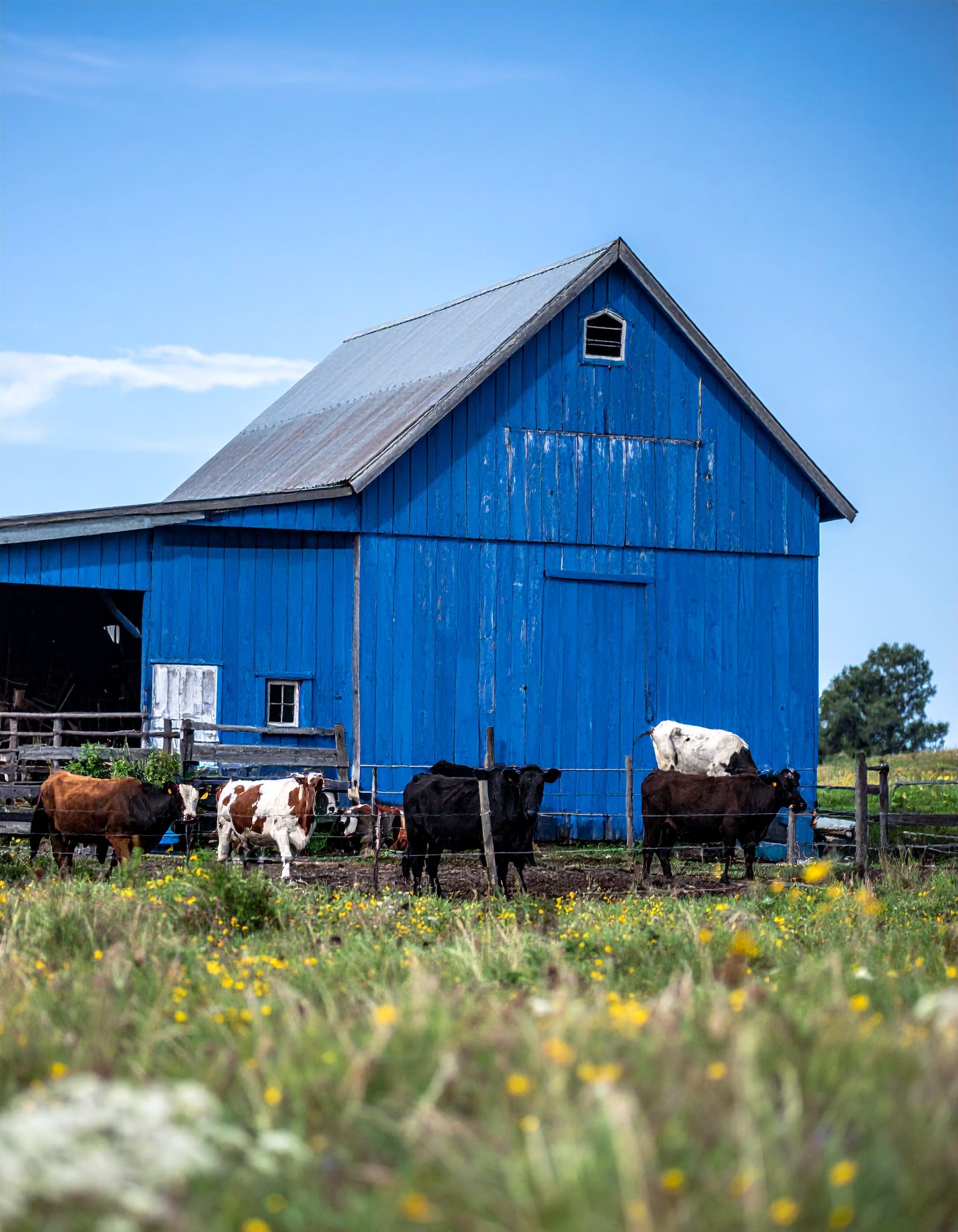 Firefly_blue farm with animals, blue background 111156
